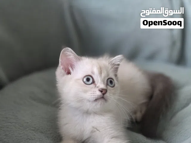 بريتش شورت هير British shorthair