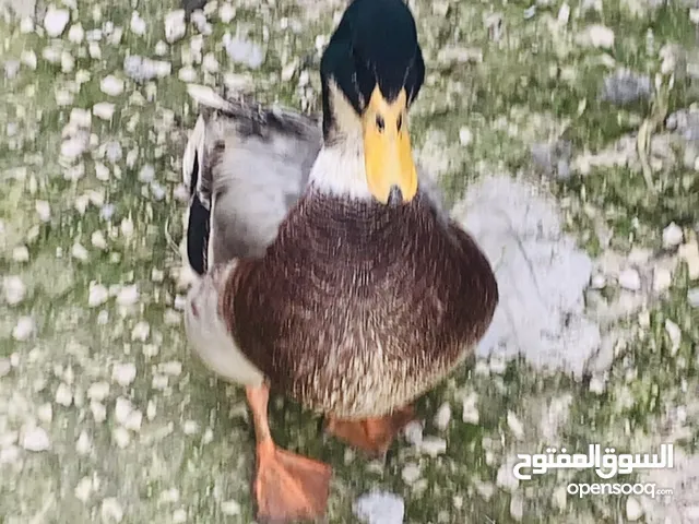 متوفر حبتين بط امريكي