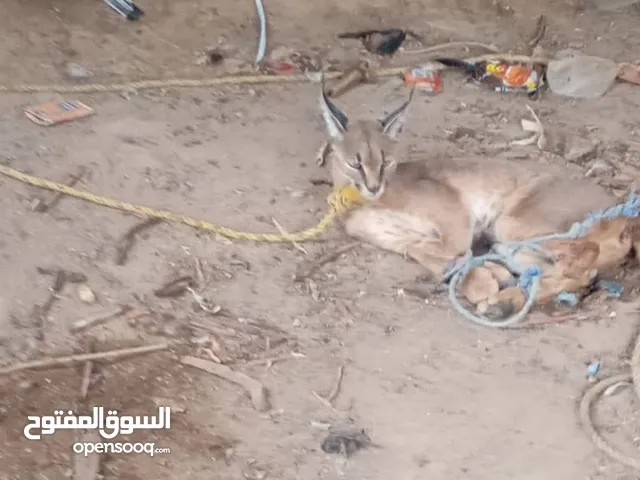 وشق عربي مهدد بالانقراض