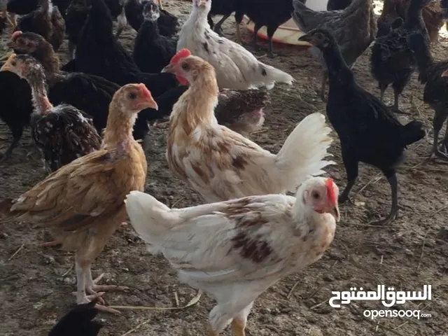 Omani Chikens دجاج عماني  2 months