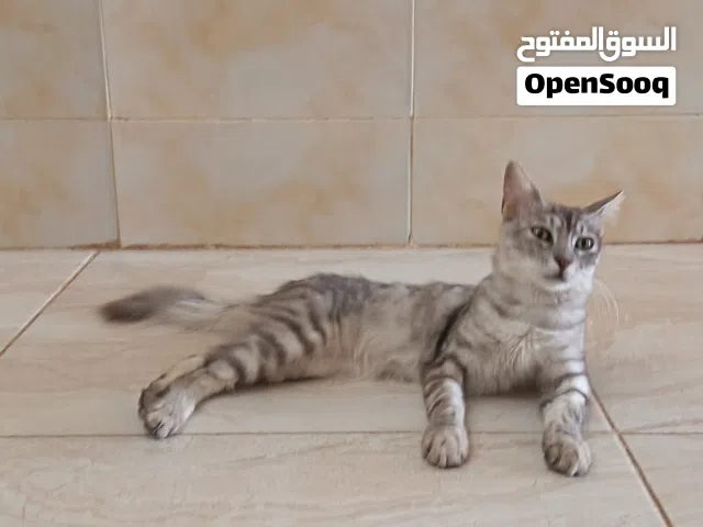 قط شيرازي صحي ممتاز