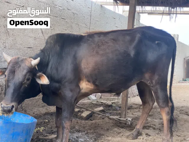 عجله و عجل للبيع