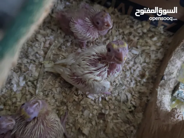 افراخ كوكتيل شكريات بسعر جدا مناسب