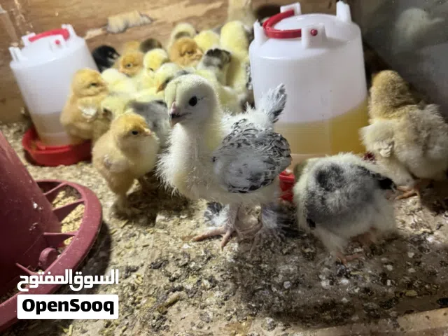 صيصان براهيمي من عمر يوم ئلا عمر شهر موجود كل الألوان