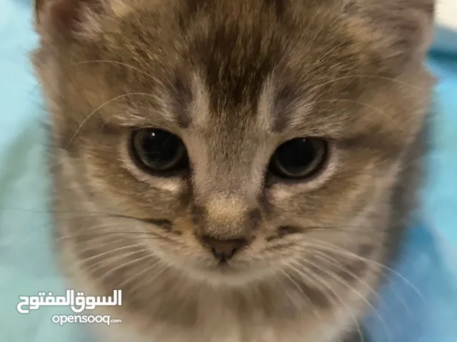 Adorable Kittens Ready for a Loving Home – Gentle Looks Soft Presence