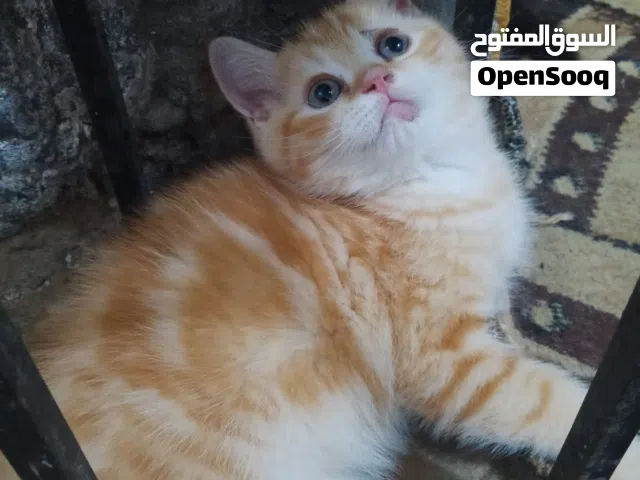 قطط للتبني نوعيتهم شيرازي   المكان البصره شارع الوفود