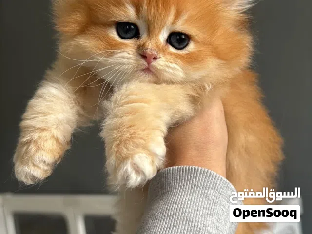 British longhair kittens available for adoption to any pet loving home