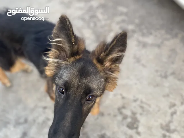 كلب جيرمن لونق هير