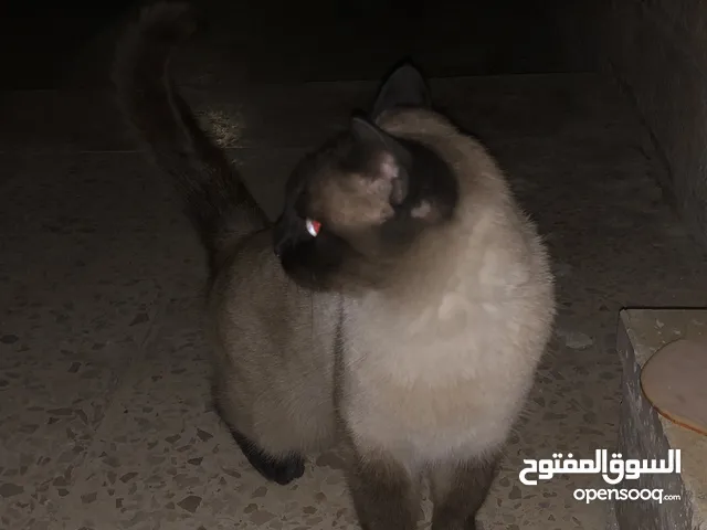 قط هملايا بيور