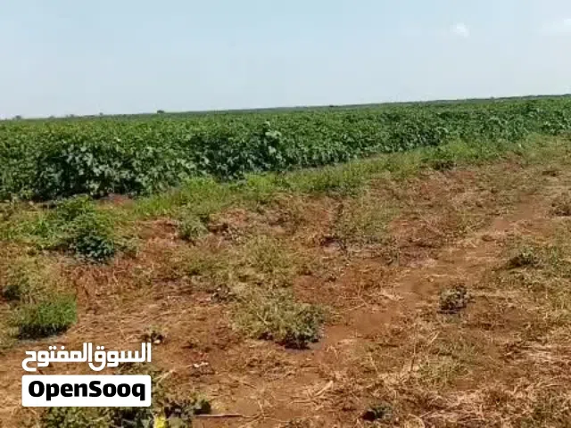 Farm Land for Sale in Khartoum Jabal Awliya