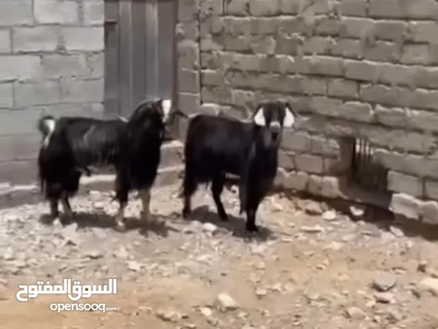 النوع : فحول عربيه العدد : 2 العمر : سنتين و نص الحالة : جيده ما شاء الله ا