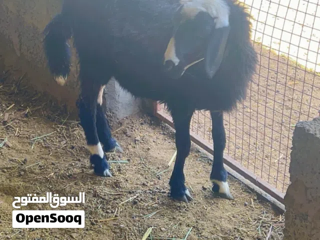 للبيع كبش وتيس عمر الكبش 7شهر وتيس سنه وشهرين حلال طيب وسمين لي يبغا الزين يقرب حلال مطعوم طعام ادار