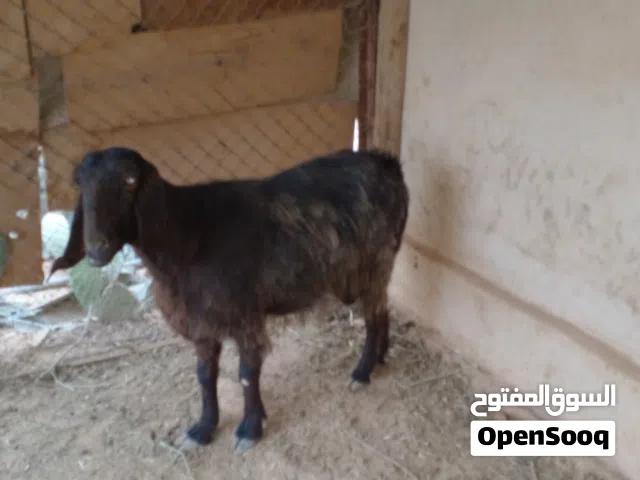 عنز لحم للبيع سنها جمع 125 دينار