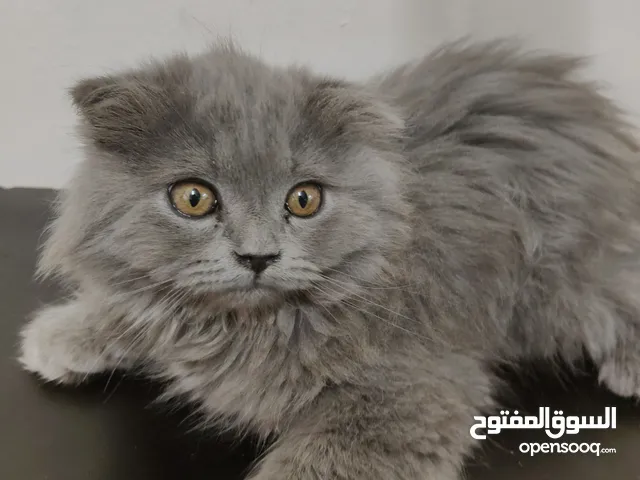 بسم الله ما شاءالله قط شيرازي لعوب وهادي ونظيف