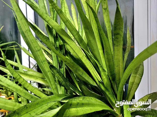 snake plant in a ceramic pot for sale.