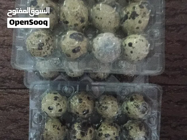 بيض سمان يتوفر بكميه