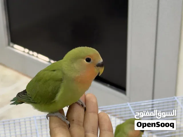 روز اليفات للبيع