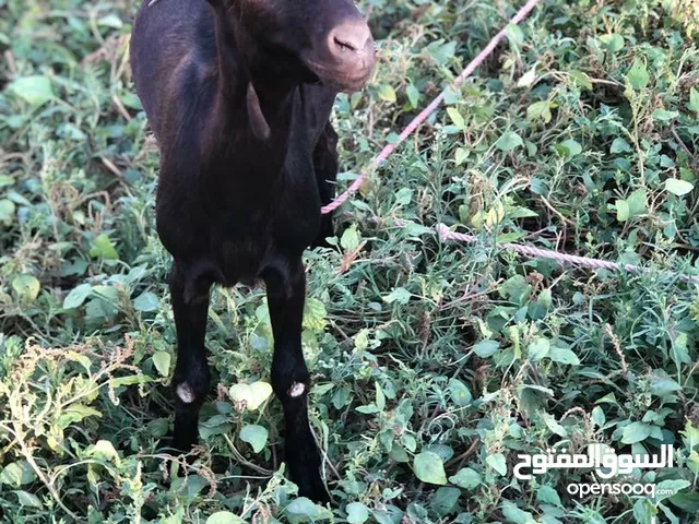 جدي مرسي غرناطه