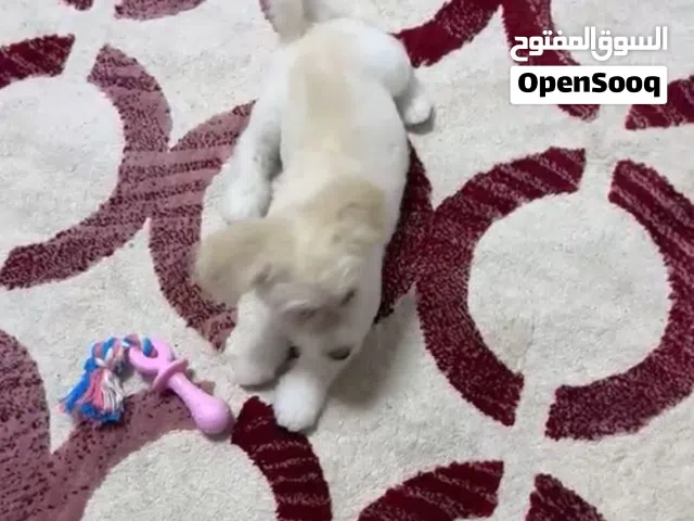 كلب مالتيز عمره 3 شهور ونصف