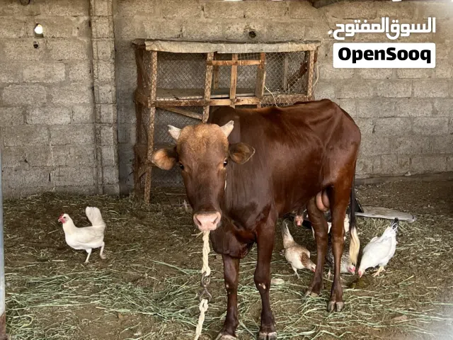 للبيع ثور عماني نظيف