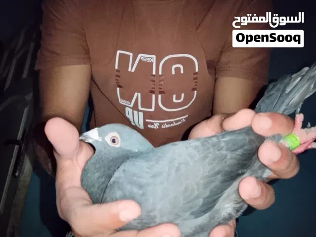 دكر زاجل بلاك شغال