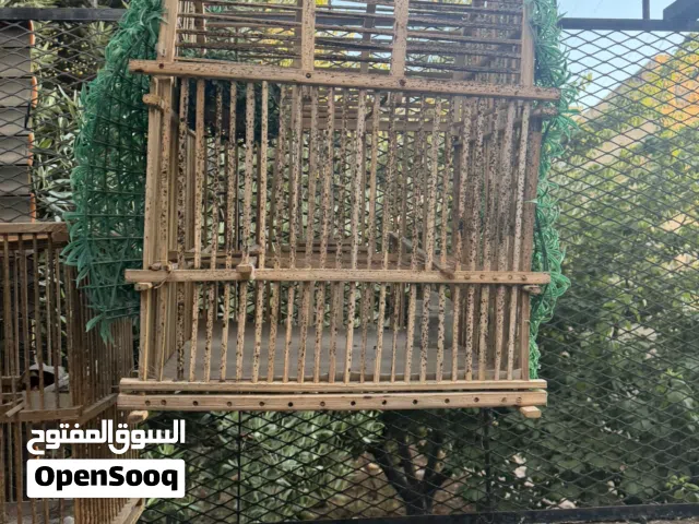 أقفاص مخصصة بلبل عراقي