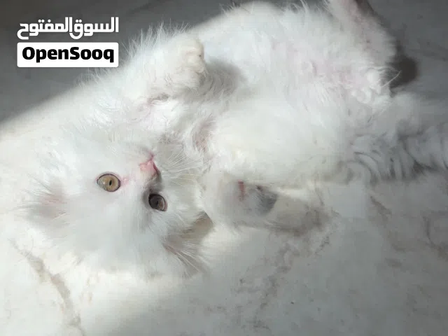 قطط للتبني