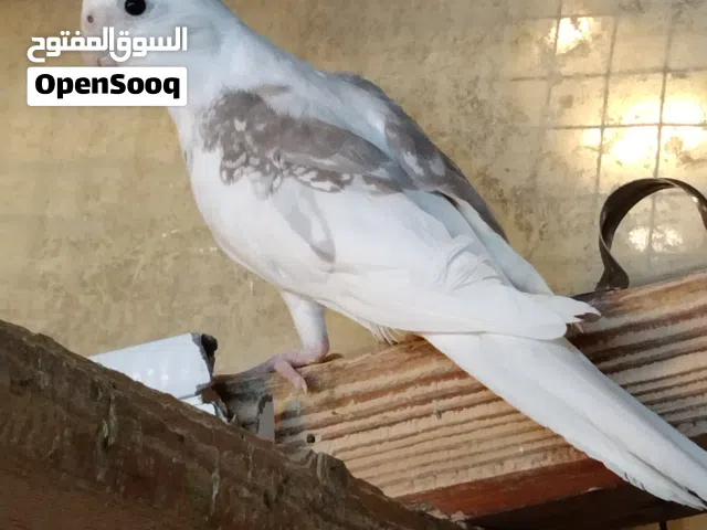 اللهم صل على محمد وعلى ال محمد وعجل فرجهم