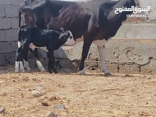 جاموس أصل مع بنتها انثى