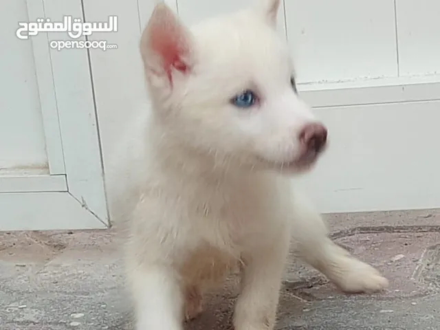 هاسكي بيور انثى