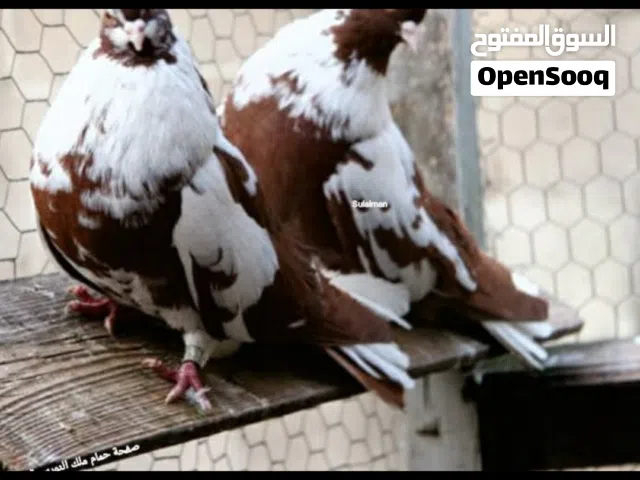 اجواز نيكولا بفروخهن / يوجد خدمة توصيل