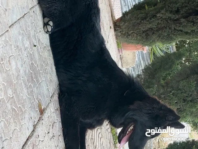 جيرمن شيبرد رويل بلاك