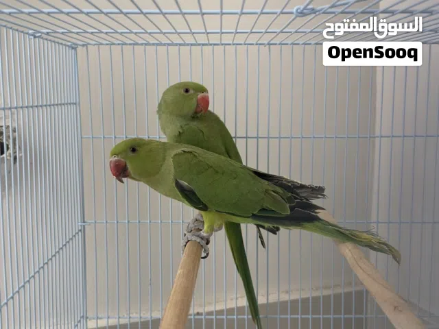 بغبغاء متوه للبيع