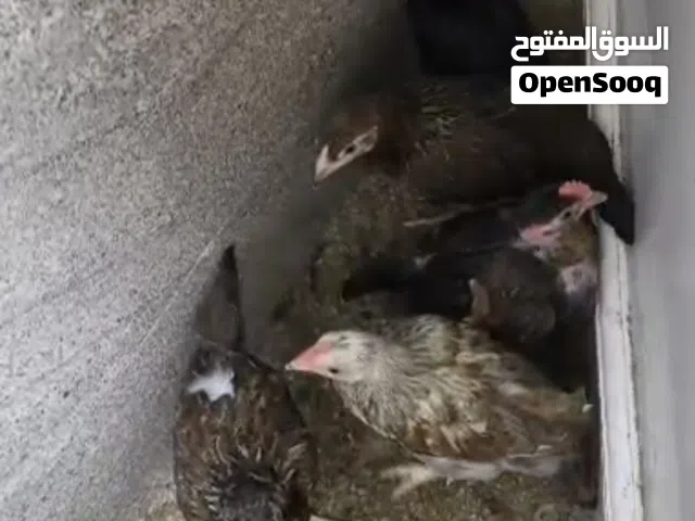 كتاكيت كويتي