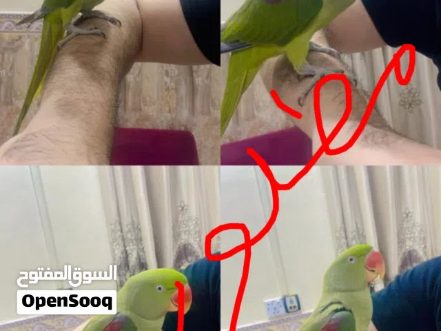 اشتري جميع الطيور المتكلمه واليفه