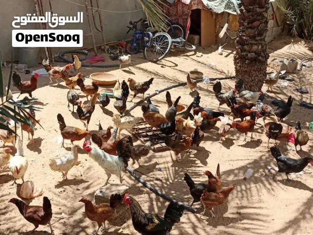 دجاج عربي الله يبارك للبيع