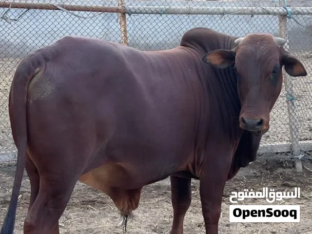 ثيران صوماليه مطعومة