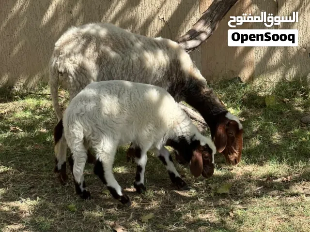 نعجه والده اقرا الوصف
