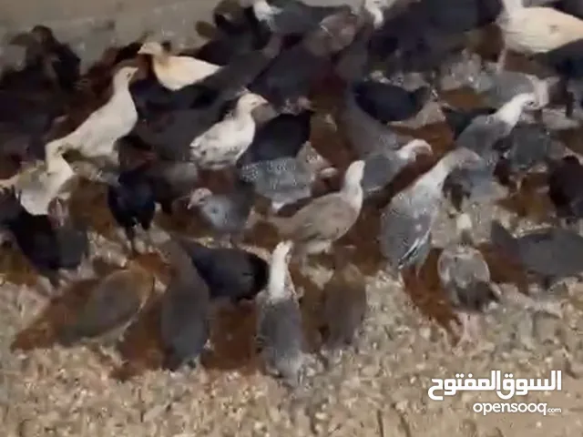 فراخ بلدي عدد 200 بلدي وفيومي ولوهمان ...صيصان بلدي...فراخ حبش هولندي جامبو
