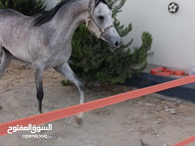 مهرة عربية اصيلة مسجلة فالجمعية الليبية خط جمال