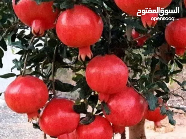 مشاتل القادري الزراعيه الا تنسيق الحدائق ونشا مزارع