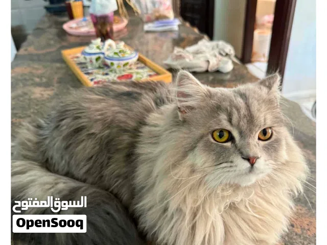قط شيرازي مميز