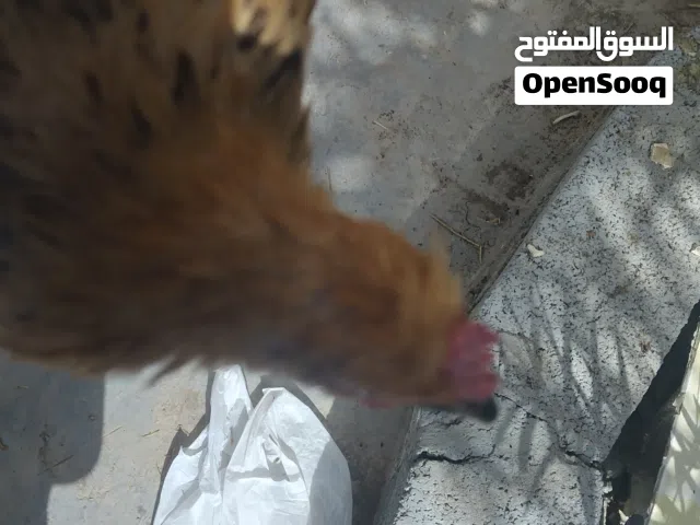 للبيع دجاج عماني الوصف مهم