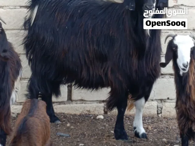 جدي للبيع ربي يبارك