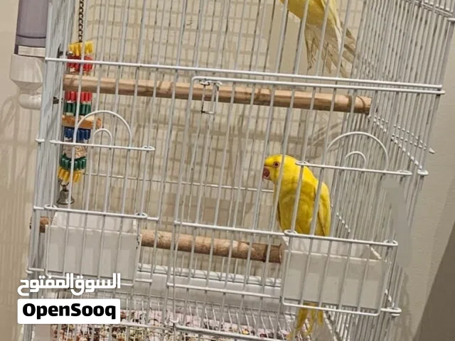 للبيع دره هندي لاتينو