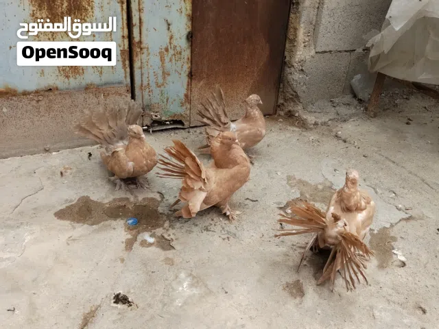 السلام عليكم اخوان متاح حمام عرايس مخاليف المكان البصره الموفقيه الزوج ب25 الرقم