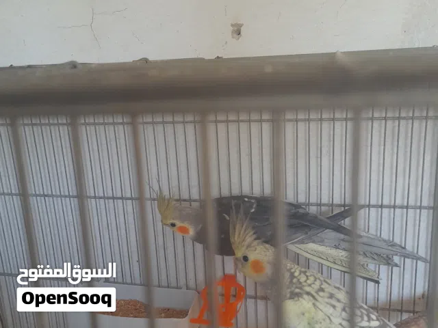 جوز كتيل بشهر تزاوج سعير 45 قابله لاتفوض الموقع اربدمغير الرقم