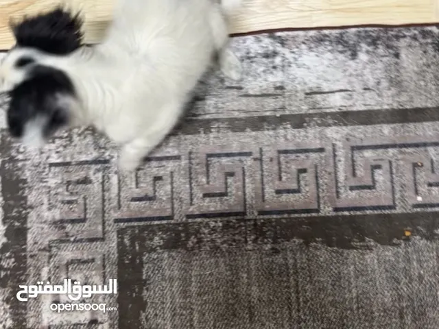 كلب فرنسي للبيع