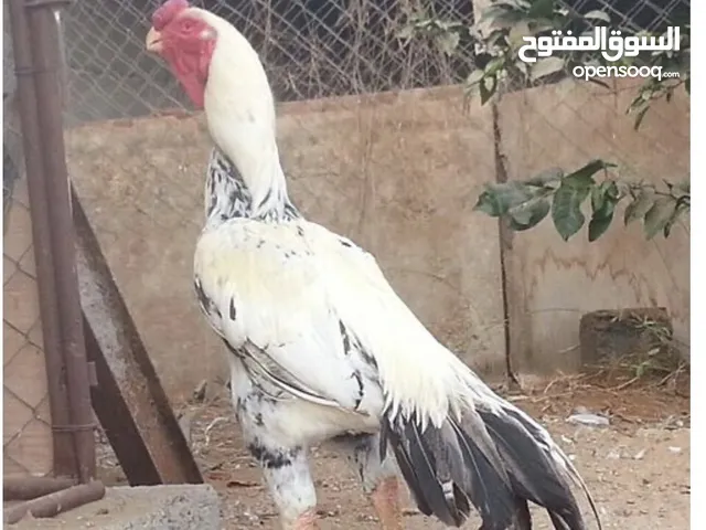 دجاج حجازي فاخر