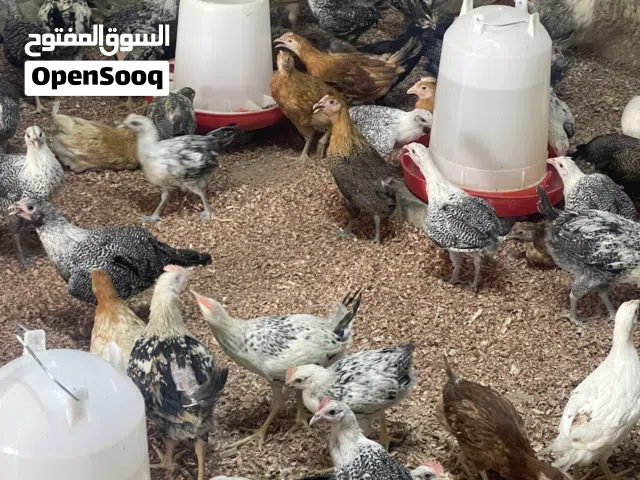 دجاج محلى وفيومى